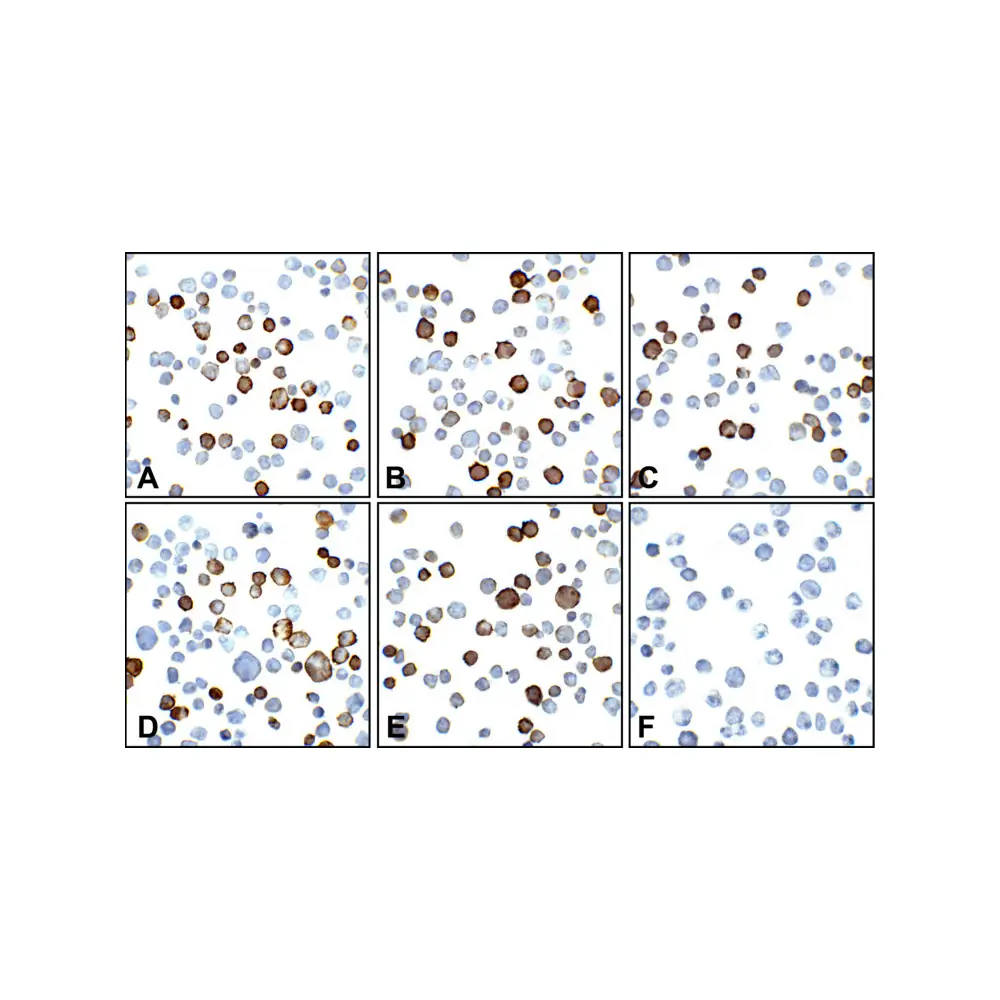 ProSci RF16020 PDL2 Detection Set (Risk Free), ProSci, 1 Set/Unit Secondary Image